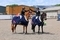Exciting HOYS Qualifications and Premier Victories at Kelsall Hill Summer Pony Premier 